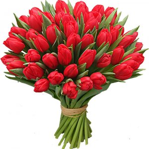 Červené tulipány (kus)